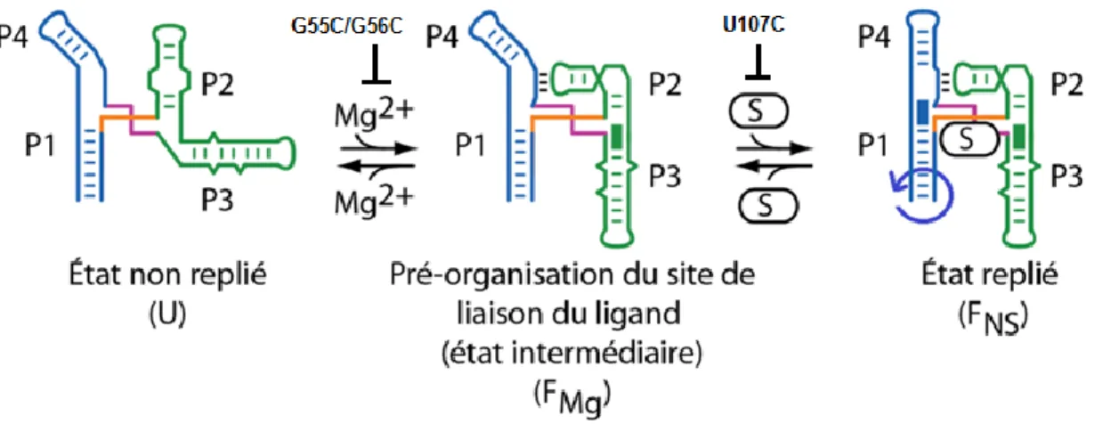 Figure 1.11. : Changements conformationnels de SAM-I entre 3 états (F U  F Mg F NS ) en présence de magnésium