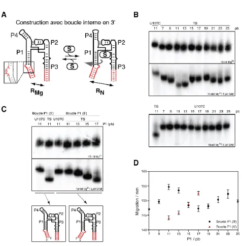 Figure  A.1  Caractérisation  de  la  phase  ondulatoire  de  la  rotation  de  la  tige  P1  par  CGE