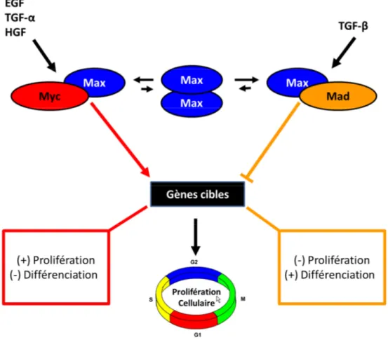 Figure 3. Modèle démontrant l’effet du réseau c-Myc/Max/Mad sur le destin de la  cellule