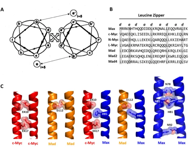 Figure 5. Implication des domaines LZs dans la dimérisation spécifique des protéines  b-HLH-LZs