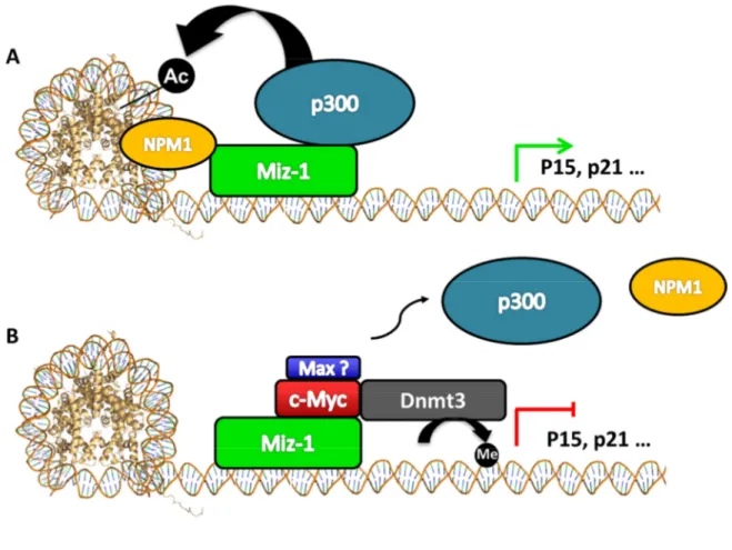 Figure 9. Répression de la transcription par c-Myc dépendant de son association avec    Miz-1