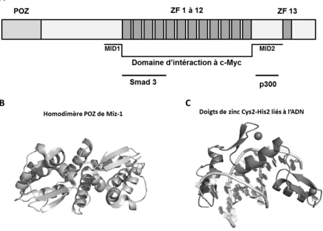 Figure 10. Domaines protéiques de Miz-1. 
