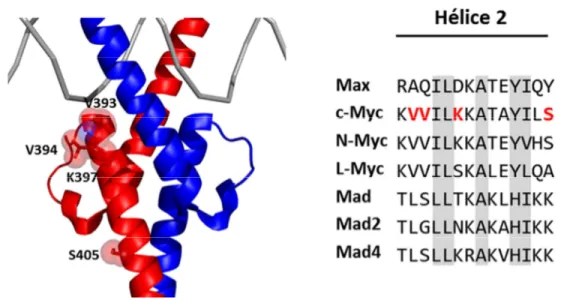 Figure 11. Mutation de c-Myc permettant de briser l’interaction c-Myc/Miz-1.  Les  différents  résidus  de  c-Myc  dont  la  mutation  brise  son  interaction  avec  Miz-1,  identifiées  par  Herold  et  al