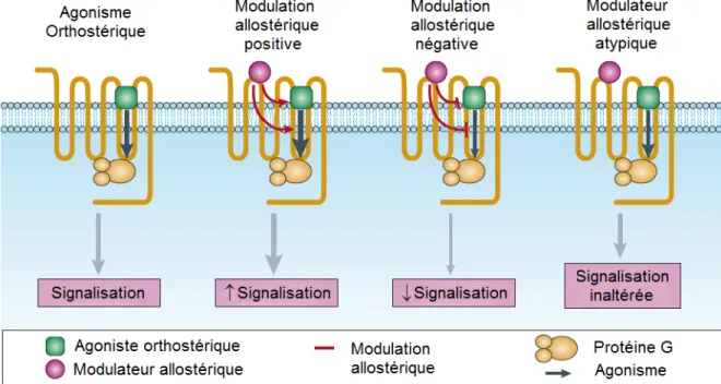 Figure 9. Modulation allostérique des GPCR. 