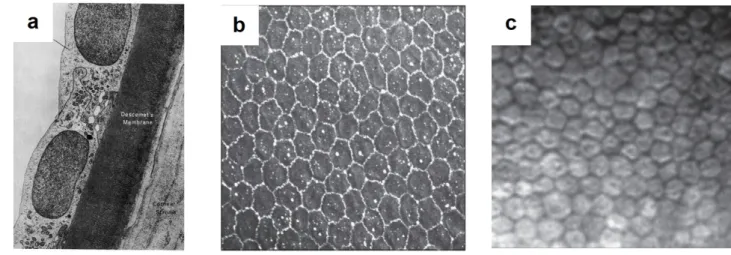 Figure 1.9 – Endothelium. (a) Cross-sectional electron microscopy image of the posterior cornea with endothelium [27]
