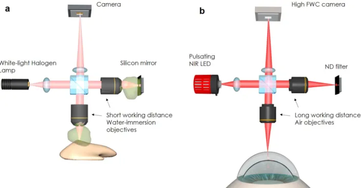 Figure 3.1 – Transformation of FFOCT from ex vivo to in vivo (a) Ex vivo device. (b) In vivo device.