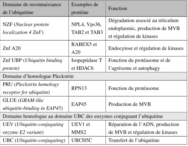 Tableau 1.2 - Les différents domaines de reconnaissances de l’ubiquitine (suite) Domaine de reconnaissance de l’ubiquitine Examples deprotéine Fonction NZF (Nuclear protein localization 4 ZnF) NPL4, Vps36, TAB2 et TAB3