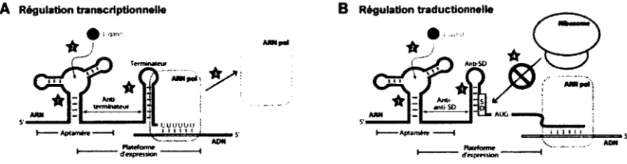 Figure  1.4.  Mécanismes  de  régulation  transcriptionnelle  et  traductionnelle. 