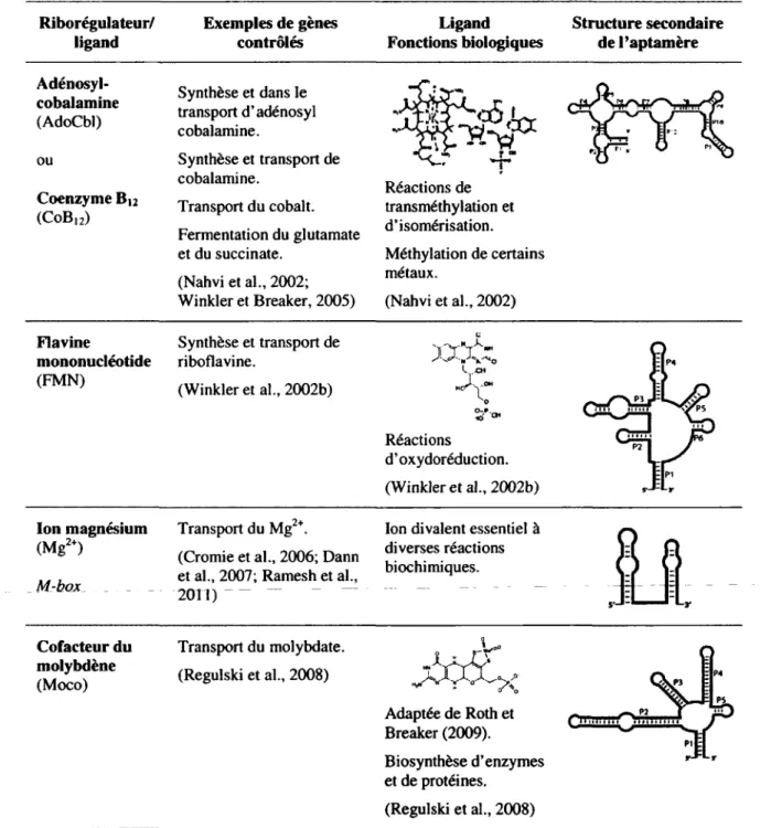 Tableau IJ. Riborégulateurs liant des coenzymes et cofacteurs  Riborégulateur/  ligand  Exemples de gènes contrôlés  Ligand  Fonctions biologiques  Structure secondaire de l'aptamère   Adénosyl-cobalamine  (AdoCbl)  Synthèse et dans le  transport d'adénosy