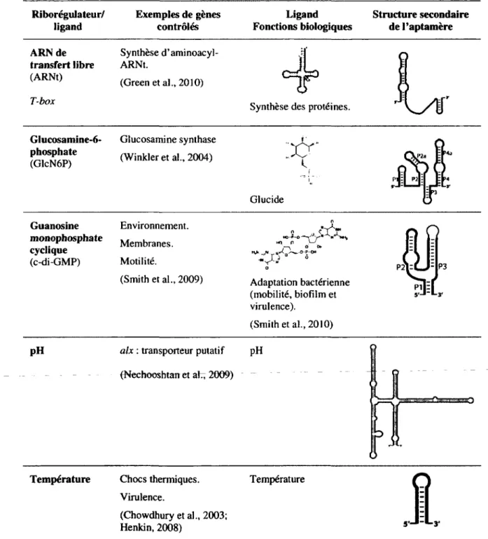 Tableau 1.4 Riborégulateurs liant d'autres types de ligand  Riborégulateur/  ligand  Exemples de gènes contrôlés  Ligand  Fonctions biologiques  Structure secondaire de l'aptamère  ARNde  transfert libre  (ARNt)  T-box  Synthèse d'aminoacyl-ARNt