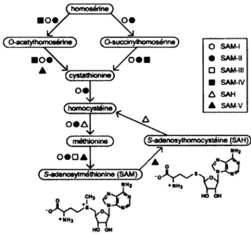 Figure  1.6.  Sous-classes  de riborégulateurs  impliquées  dans  la  régulation  de  la 