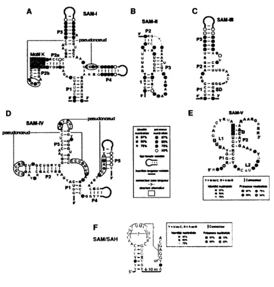 Figure 1.7. Séquences et structures consensus des riborégulateurs SAM. Chacune  de ces  cinq sous-classes  (A) SAM-I,  (B), SAM-II,  (C) SAM-III ou SAMMK?  (D)  SAM-IV,  (E)  SAM-V  et  (F)  SAM/SAH  possède  une  séquence  et  une  structure  consensus  p