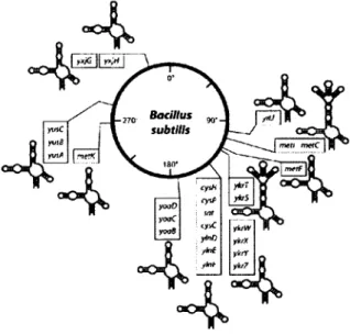 Figure  1.8.  Les riborégulateurs  SAM-I  chez  Bacillus  subtilis  et  leur  position  sur  le 