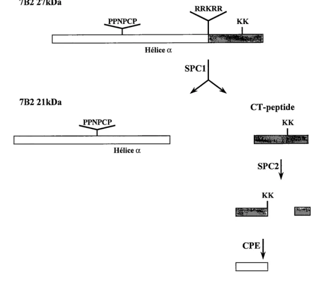 FIGURE 5: Maturation de 7B2. Le clivage par la furine au site à 7  acides aminés basiques va libérer le CT peptide et le fragment de 21kDa