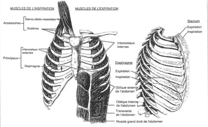Figure l. Muscles thoraciques impliqués dans le cycle respiratoire; les muscles inspiratoires et  leurs  actions  apparaissent  à  gauche,  tandis  que  les  muscles  impliqués  dans  l'expiration  apparaissent à droite