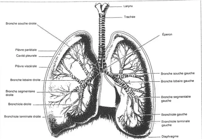 Figure 2. Divisions de l'arbre trachéo-bronchique dans les poumons. La division des bronches  souches  en  bronches  lobaires  (externes),  segmentaires  (moyennes)  et  petites  bronches  est  beaucoup plus rapide qu'illustré sur cette figure