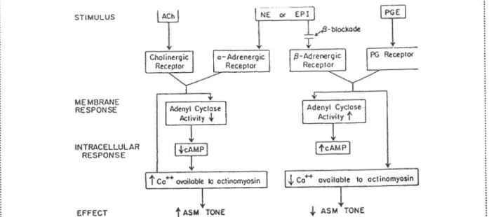 Figure  5.  Effets  des  variations  d' AMPc  sur  la  régulation  du  tonus  bronchomoteur
