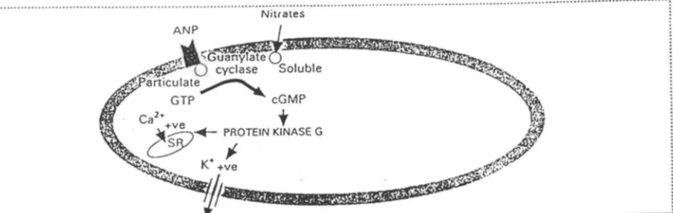 Figure 7. Sites de phosphorylation de la PKG connus pour être impliqués dans la relaxation des  cellules  MLV A