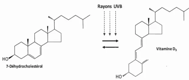 Figure 2.5  Synthèse  de  la  vitamine  D3  à  partir du  7-Déhydrocholestérol  (d ' après 