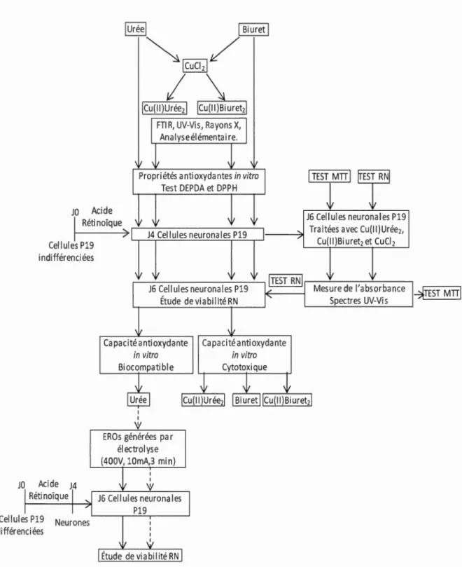 Figure 4.2  Présentation  schématique  des différentes  étapes  du projet. 