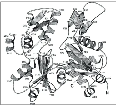 Figure 1.2  Structure cristalline d'un monomère d'actine, d'après Kabsch et al. (1990)