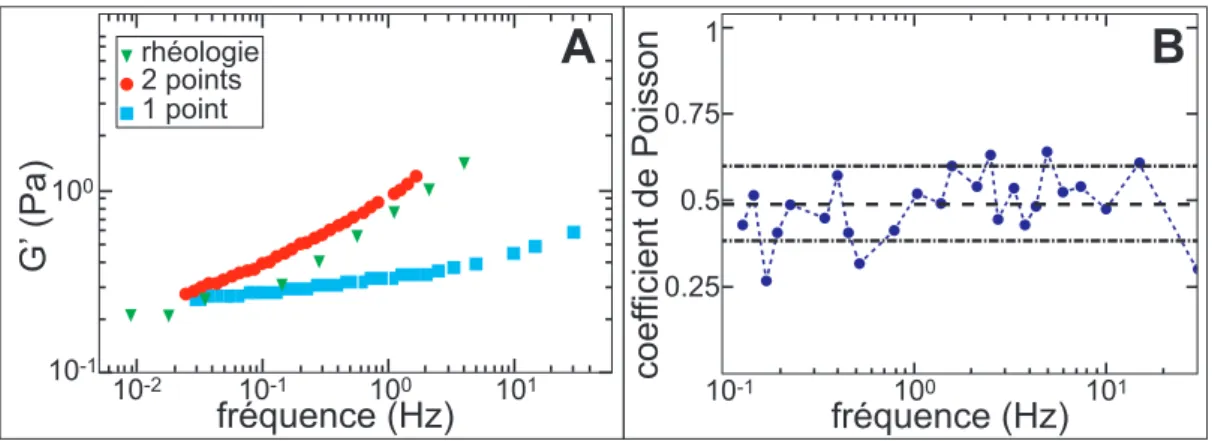 Figure 2.12  A : Comportement en fréquence du module de cisaillement mesuré en rhéologie (triangle vert), micro-rhéologie à un point (carré bleu) et micro-rhéologie à deux points (cercle rouge) ; B : Coecient de Poisson en fonction de la fréquence calcul