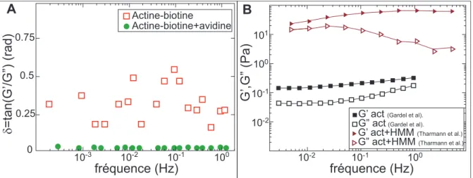 Figure 2.18  A : variation du déphasage en fonction de la fréquence pour un gel d'actine polymérisé à 15 µM d'actine comprenant 2% d'actine biotinylée (carré) et pour un gel contenant 2% d'actine biotinylée et de l'avidine, d'après Wachsstock et al