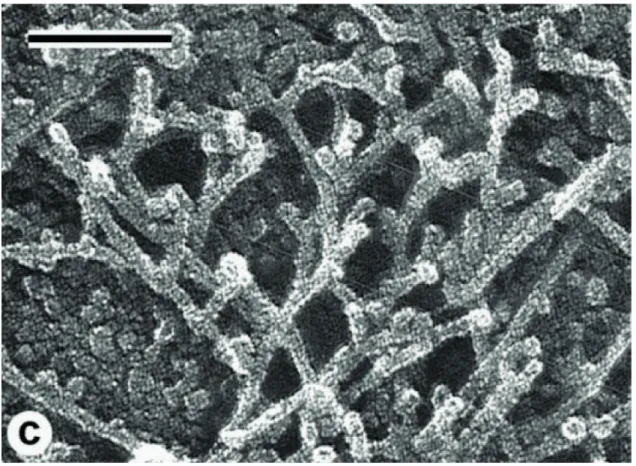 Figure 3.2  Image en microscopie électronique de laments d'actine d'un lamellipode, échelle : 100 nm.