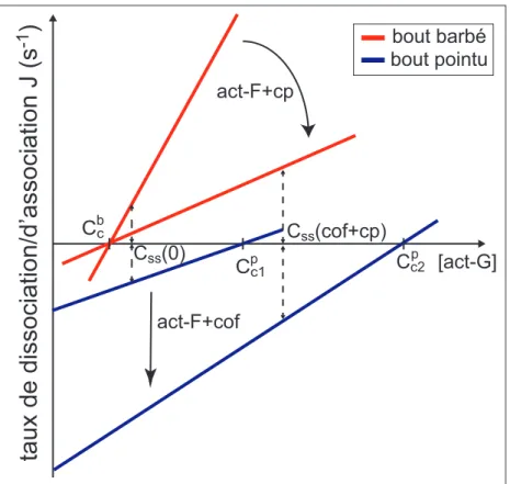 Figure 3.3  Action de la coline et de la protéine de coie sur [actine-G] d'après Carlier and Pantaloni (1997)