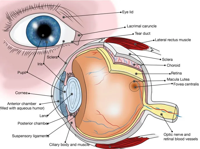 Fig. 1. 1: Cross sectional and en face view of the human eye [Mus]. 