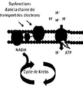 Figure 4. Schématisation de la formation du potentiel énergétique de la membrane  et  des  mutations  menant  au  phénotype  SCV  ayant  une  chaîne  de  transport  des  électrons déficiente