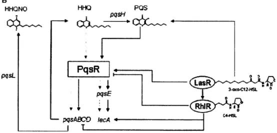 Figure 6. Interactions entre le système de quorum-sensing 