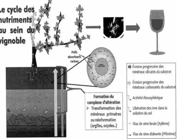 Figure  1.3  : Cycle  des nutriments de  la  roche  mère  au vin 