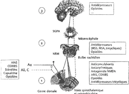 Figure 1 : Le rôle des mécanismes de contrôle de la douleur et les moyens de traitement 