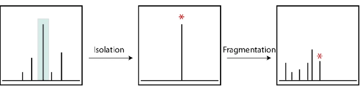 Figure  1.4:  A  typical  MS/MS  experiment  involves  isolation  of  precursor  ions,  followed  by  fragmentation,  and  detection  of  fragment ions
