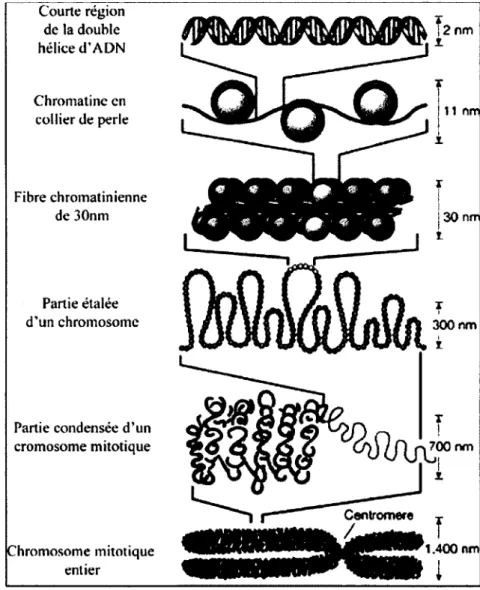 Figure 1.3  :  L’organisation de l’ADN à la chromatine ainsi que les différents niveaux  de compaction de la chromatine (Felsenfeld and Groudine, 2003).