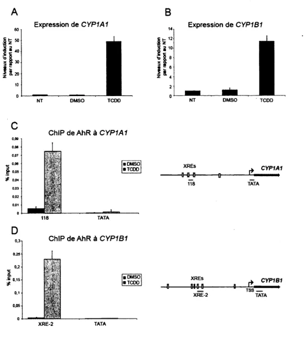 Figure  3.2  :  Le  TCDD  induit  l’expression  de  CYPls   et  le  recrutem ent  de  AhR  dans  les  cellules  MCF7