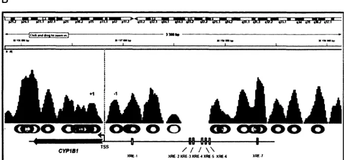 Figure 3.5  :  Positionnem ent  p u tatif de  nucléosomes.  Capture  d’écran  des  résultats  obtenus  avec le programme DANPOS pour le positionnement de nucléosomes aux gènes CYP1A1  (A)  et CYP1B1  (B) dans les MCF7 traitées au DMSO et visualisé dans IGV