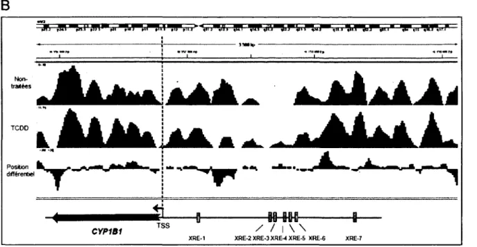 Figure 3.6 :  Comparaison du positionnement de nucléosomes entre deux conditions. Capture  d’écran  des  résultats  obtenus  avec  le  programme  DANPOS  pour  la  comparaison  du  positionnement  des  nucléosomes  aux  gènes  CYPÎA1  (A)  et  CYP1BI  (B) 