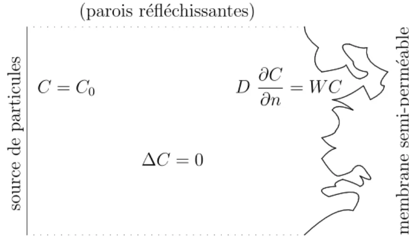 Fig. 1.3 – Diffusion de particules `a travers une membrane irr´eguli`ere.