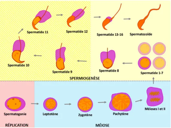 Figure 1. Schéma de la spermatogenèse murine. Les 3 phases de la spermatogenèse sont  identifiées par la couleur de fond