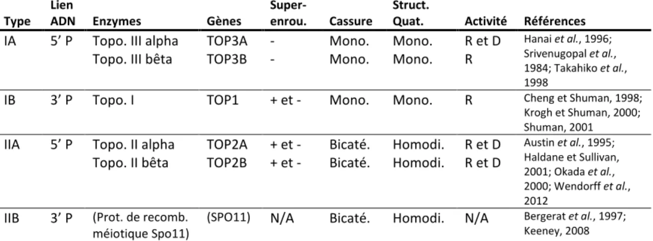 Tableau 3. Types et caractéristiques des topoisomérases mammifères 