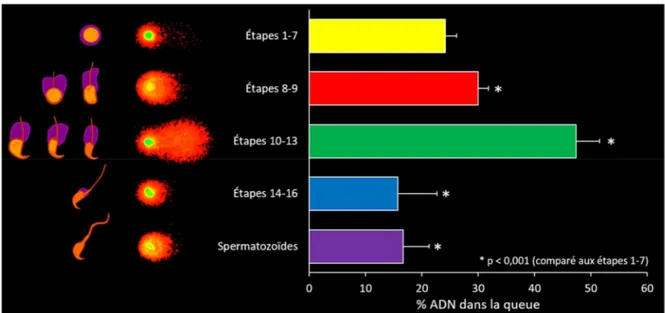 Figure 5. Essai des comètes en condition neutre sur différentes populations de spermatides