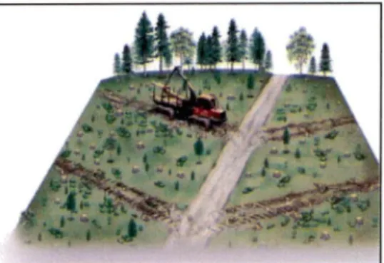 Fig. 4. La coupe avec protection de la régénération et des sols  (MRNF,  2008).