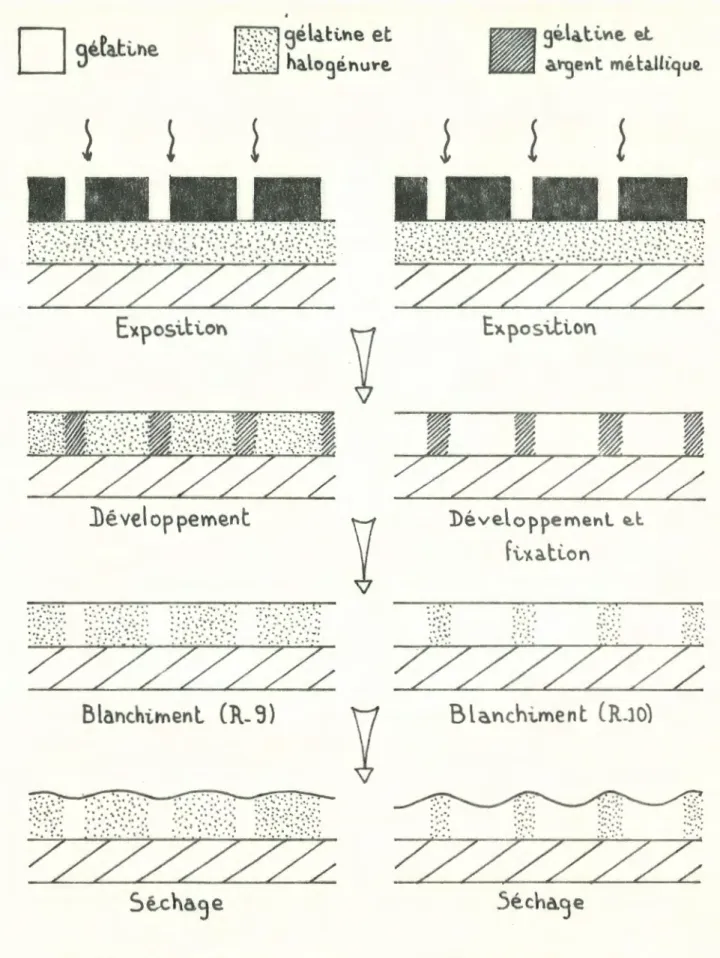 Figure  I - 15  :  blanchiment  d'une  émulsion  photographique 