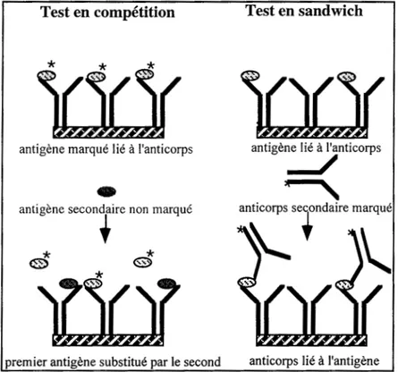 Figure 1-1: Schéma résumant les étapes du test en compétition  et des tests en sandwich