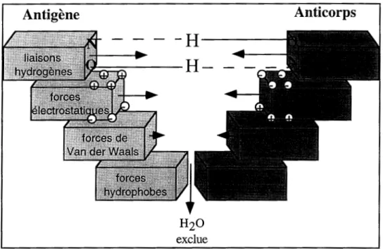 Figure II-3: Forces attractives impliquées dans  la  reconnaissance  antigènes-anticorps