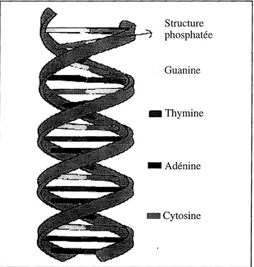 Figure II-6:  Représentation d'un fragment d'ADN en configuration  double hélice. 