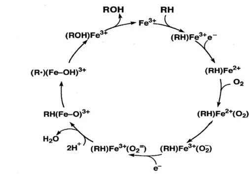 Figure  1.1.  Cycle catalytique du cytochrome P450 