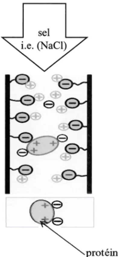 Figure  1. 7.  Diagramme d'une colonne d'échange de cations 